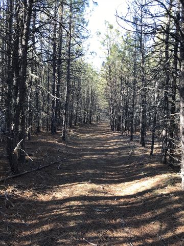 The return trail moves through thick stands of pine saplings